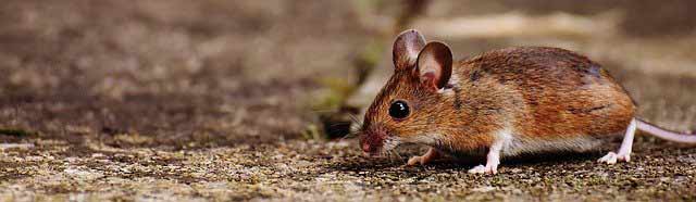 ΜΥΟΚΤΟΝΙΑ - Ποντίκι σε κήπο. Εξολόθρευση ποντικών με μυοκτονία.